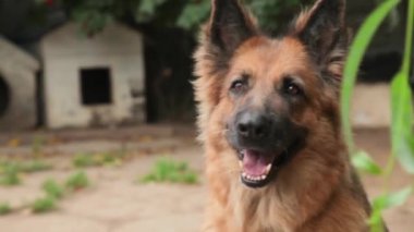 Alman köpek içinde belgili tanımlık bahçe dinlenme Başkanı.
