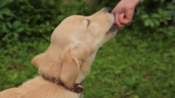 Cão profissional manipulador formação labrador filhote — Vídeo de Stock