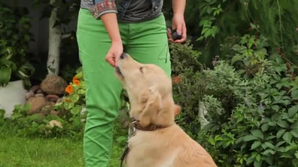 Profesyonel köpek işleyici eğitim labrador köpek yavrusu — Stok video