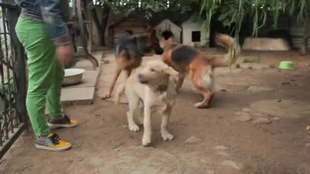 Cães a brincar na galeria do enredo. Um berçário canino. Hotel para cães . — Vídeo de Stock