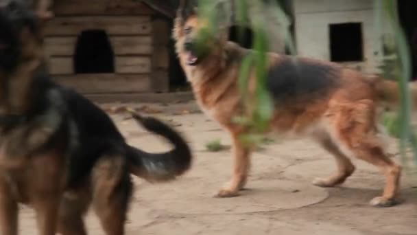 A kutyák játszanak a Galéria, a telken. Kutyaféle óvoda. Kutyaszálló. — Stock videók