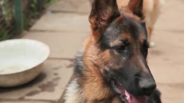 Επικεφαλής της γερμανικής σκυλί που αναπαύεται στον κήπο. — Αρχείο Βίντεο