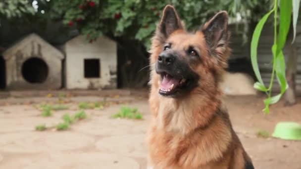 Testa di cane tedesco che riposa in giardino . — Video Stock