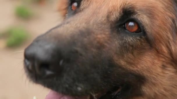 Testa di cane tedesco che riposa in giardino . — Video Stock