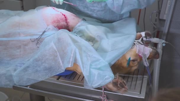 Chirurgie vétérinaire dans une clinique pour animaux de compagnie. Chirurgie abdominale Labrador ou retriever . — Video