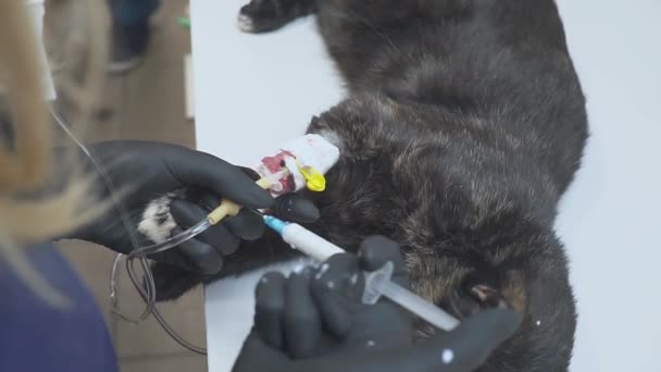 Veterinarian Preparing Cat Surgery Puts Drip Introducing Anesthesia — Stock Video