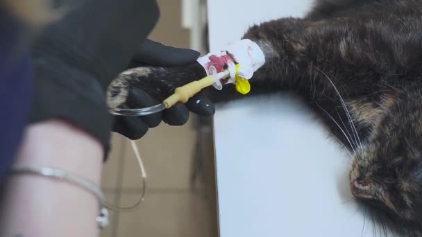 The veterinarian preparing the cat for surgery, puts the drip and introducing anesthesia. Shearing out a surgical incision site. — Stock Video