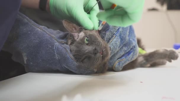 Le vétérinaire prépare le chat pour la chirurgie, met le goutte à goutte et l'introduction de l'anesthésie. Cisaillement d'un site d'incision chirurgicale . — Video