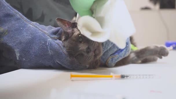 獣医師は、手術のために猫を準備し、点滴を入れて麻酔を導入します。外科的切開部位のせん断. — ストック動画