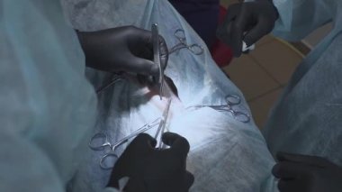 Cerrahi sütür başarılı bir operasyondan sonraki bir kedi. Sterilizasyon için işlem yapmadan veteriner. . Veteriner Cerrahi, rahim ve yumurtalıklar bir kedi kedi.
