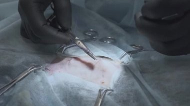Cerrahi sütür başarılı bir operasyondan sonraki bir kedi. Sterilizasyon için işlem yapmadan veteriner. . Veteriner Cerrahi, rahim ve yumurtalıklar bir kedi kedi.