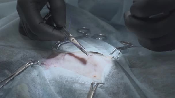 Suture chirurgiche su un gatto dopo un'operazione di successo. Veterinario che effettua l'operazione di sterilizzazione. . Gatto in chirurgia veterinaria, l'utero e le ovaie di un gatto . — Video Stock