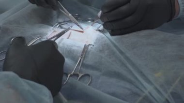 Cerrahi sütür başarılı bir operasyondan sonraki bir kedi. Sterilizasyon için işlem yapmadan veteriner. . Veteriner Cerrahi, rahim ve yumurtalıklar bir kedi kedi