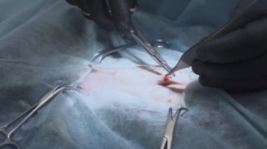 Cerrahi sütür başarılı bir operasyondan sonraki bir kedi. Sterilizasyon için işlem yapmadan veteriner. . Veteriner Cerrahi, rahim ve yumurtalıklar bir kedi kedi.