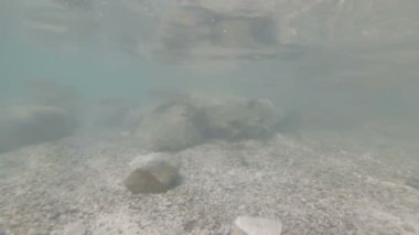 Güzel nehir habitat sualtı video. Tatlı su balıkları tatlısu kefali kadar yakın yüzme. Bohinj, Slovenya