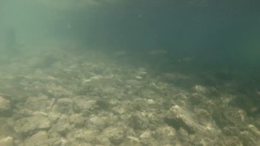Güzel nehir habitat sualtı video.