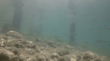 Güzel nehir habitat sualtı video. Tatlı su balıkları tatlısu kefali kadar yakın yüzme. Bohinj, Slovenya