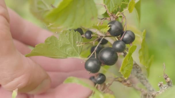 Hand harvesting black currant close up. Green garden background. — Stock Video