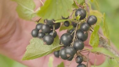 siyah frenk üzümü hasat el kapatın. Yeşil bahçe arka plan.