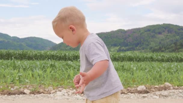 Petit garçon debout et courant parmi les champs d'herbe verte de maïs ou de maïs journée ensoleillée en plein air sur fond de ciel bleu naturel et de montagne . — Video