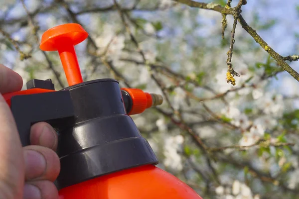 Gardener with spraying a blooming fruit tree against plant diseases and pests. Use hand sprayer with pesticides in the garden. Stock Picture