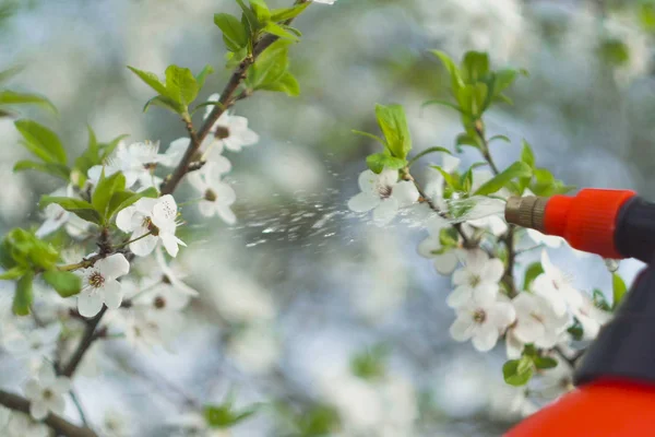 Jardinero con rociar un árbol frutal en flor contra las enfermedades de las plantas y las plagas. Utilice pulverizador de mano con pesticidas en el jardín . Imagen de archivo