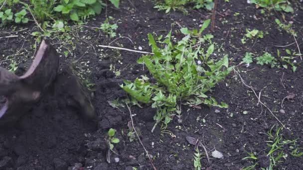 庭師掘る庭や雑草を引っこ抜く — ストック動画
