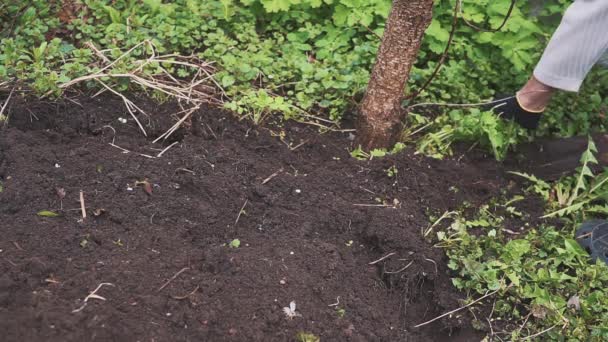 Tuinman diging een tuin en plukken van onkruid. — Stockvideo