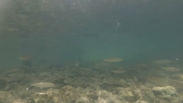 Vidéo sous-marine d'un bel habitat fluvial. Nager près des poissons d'eau douce Chub. Bohinj, Slovénie 