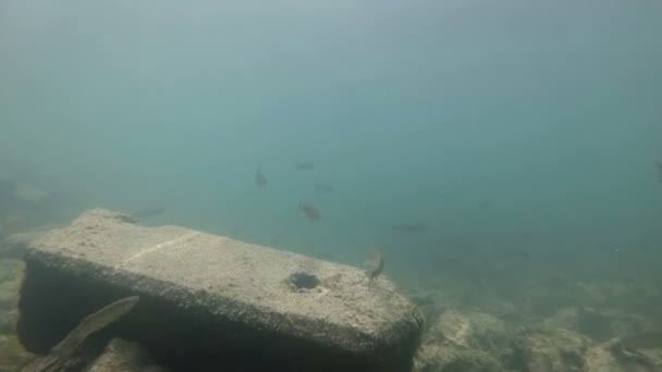 Vídeo submarino de un lindo hábitat fluvial. Natación cerca de peces de agua dulce Chub. Bohinj, Eslovenia — Vídeos de Stock