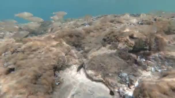 Underwater world of the Adriatic Sea in Italy — Stock Video