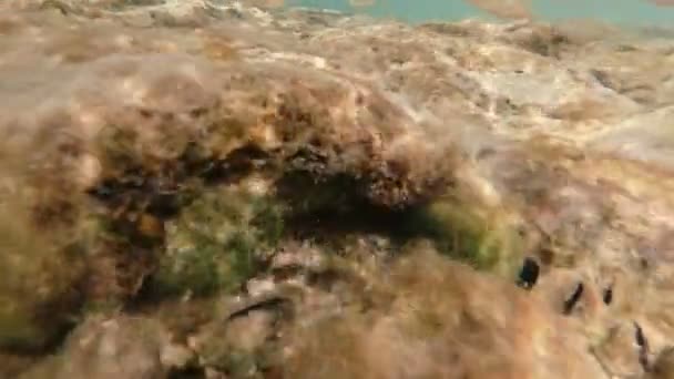 Sualtı dünyasını İtalya Adriyatik Denizi — Stok video