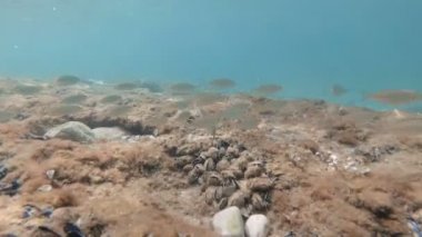 sualtı dünyasını İtalya Adriyatik Denizi