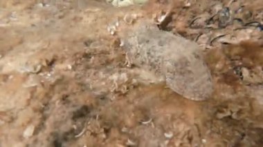 sualtı dünyasını İtalya Adriyatik Denizi