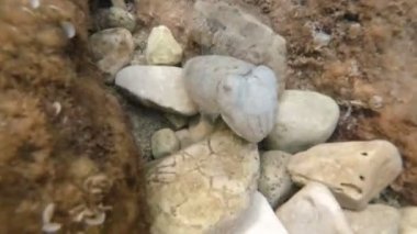 sualtı dünyasını İtalya Adriyatik Denizi