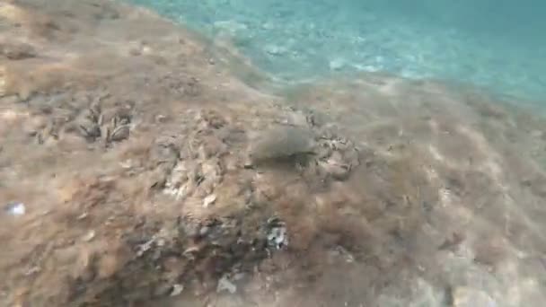 Undervattensvärlden i Adriatiska havet i Italien — Stockvideo