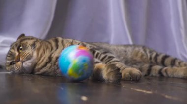 Kedi bir küre ile oynuyor. Elini dünyada kavram. ağır çekim