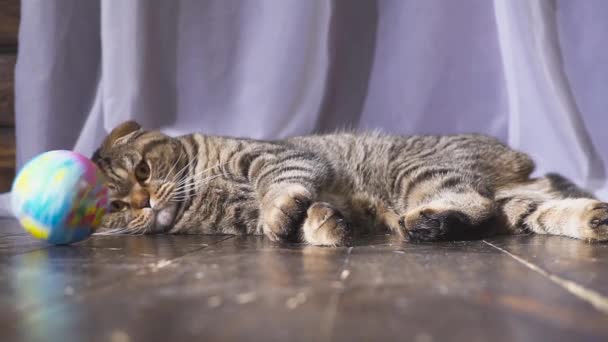 Il gatto sta giocando con un globo. Concetto sul mondo in mano. rallentatore — Video Stock