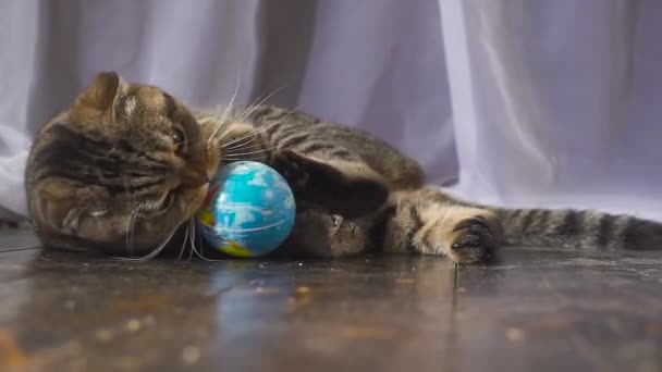 O gato está brincando com um globo. Conceito sobre o mundo em sua mão. câmara lenta — Vídeo de Stock