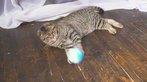Η γάτα παίζει με μια υδρόγειο σφαίρα. Αντίληψη για τον κόσμο στο χέρι σας. αργή κίνηση — Αρχείο Βίντεο
