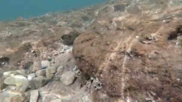 monde sous-marin de la mer Adriatique en Italie 