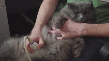Tıbbi tarama. Bir hayvan hastalıklarıyla ilgili klinik tanıda ultrason Farsça kedi açıktır
