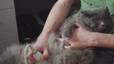 Tıbbi tarama. Bir hayvan hastalıklarıyla ilgili klinik tanıda ultrason Farsça kedi açıktır