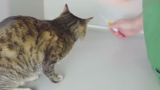 Pet, Animal Health Concept - Vet examining a cat, measures the temperature. — Stock Video