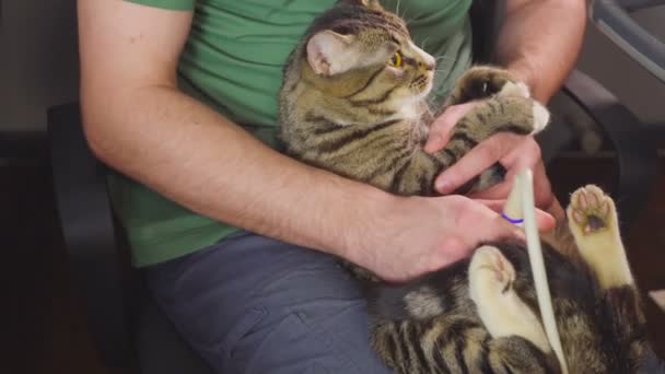 Medizinische Untersuchung. Katze liegt zur Ultraschalldiagnose in Tierklinik. — Stockvideo