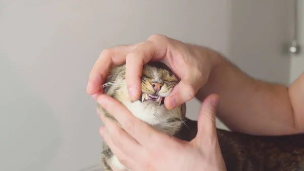 Evcil Hayvan, hayvan sağlığı kavramı - inceleyerek bir kedi kulak, ağız, mide Hayvan Hastanesi veteriner.