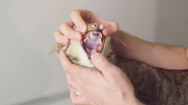 Pet, Animal Health Concept - Vet examinando um ouvido de gatos, boca, estômago no hospital animal . — Fotografia de Stock