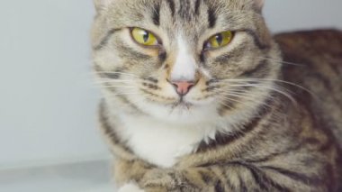 Kedi yüz yüzünü yalama eğlenceli. Aç kedi.