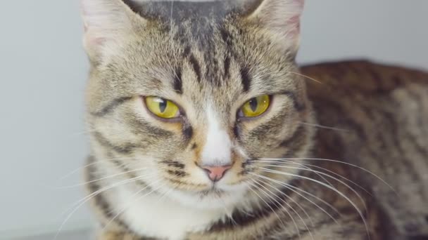 Faccia divertente del gatto che si lecca la faccia. gatto affamato . — Video Stock