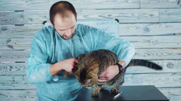 Clinique vétérinaire. Chat mignon pendant l'examen par un vétérinaire. Atelier vétérinaire — Video